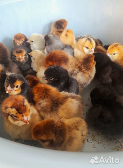 Цыплята микс и брама изабелла