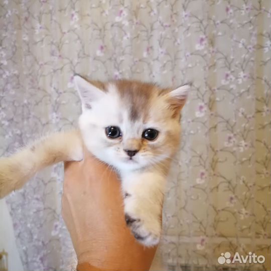 Британчики- шиншиллы