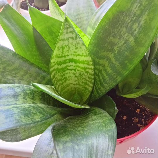 Сансевиерия детки