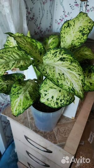 Комнатные растения