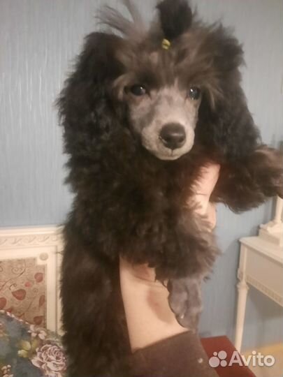 Той-пудель девочка