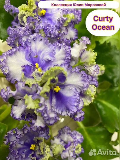 Фиалка детки