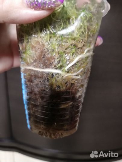 Монстера варигатная альба