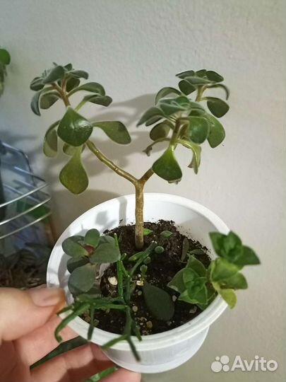 Аихризон дерево любви, Гобблин