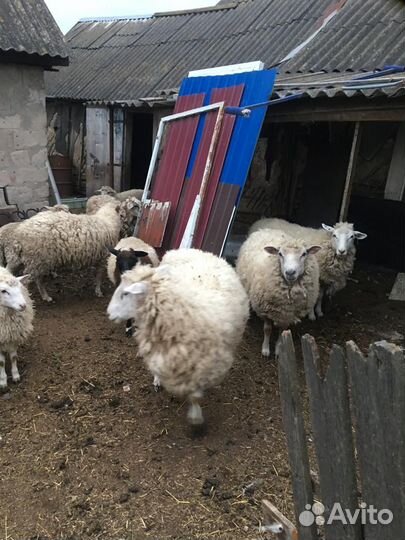 Куйбышевские овцы