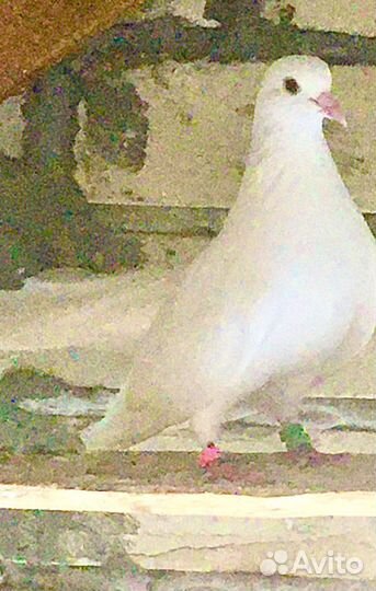 Голуби Высоколетные