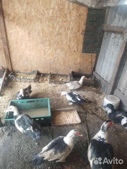 Мускусные утки