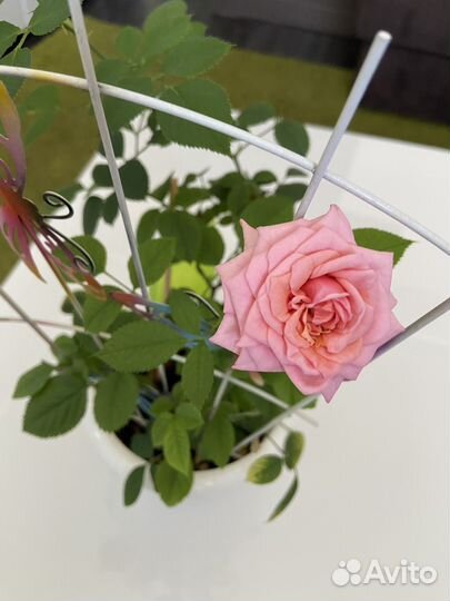 Продам цветы