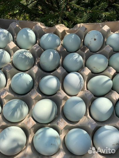 Инкубационное яйцо ухейилюй