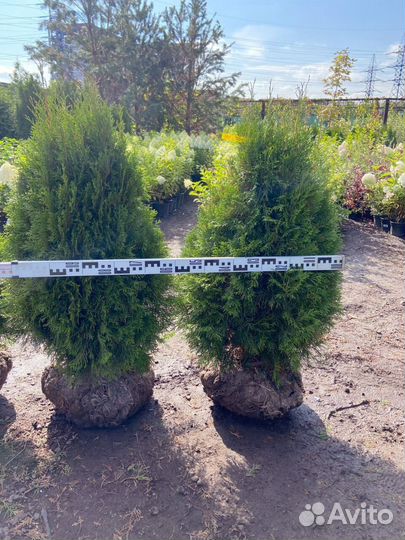 Туя Смарагд