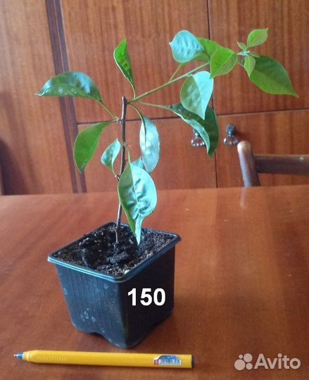 Комнатные и садовое растения