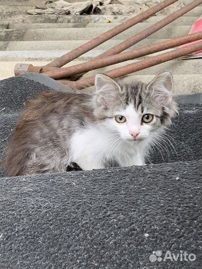 Котята в добрые руки бесплатно