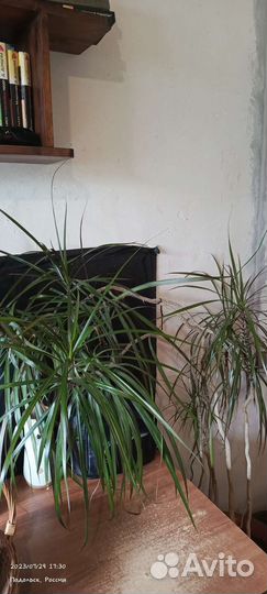 Пальма драцена