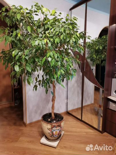 Фикус бенджамина