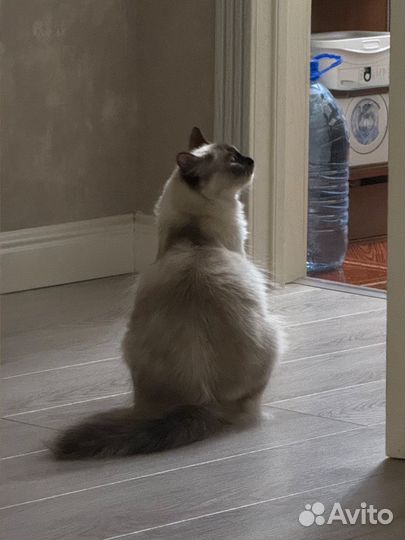 Сиамская кошечка