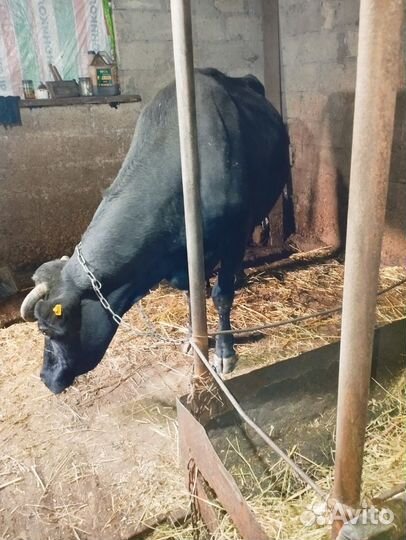 Продается дойная корова