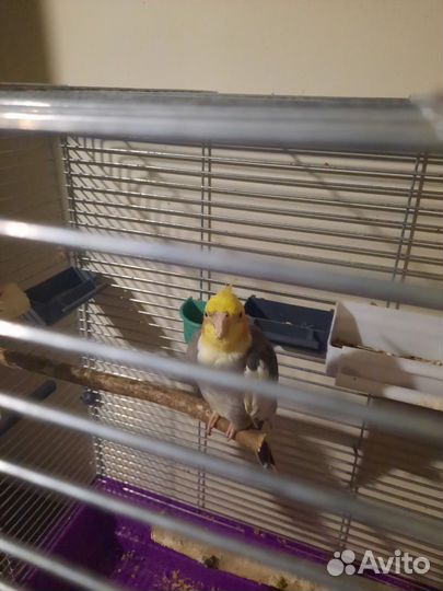 Попугай корелла самец