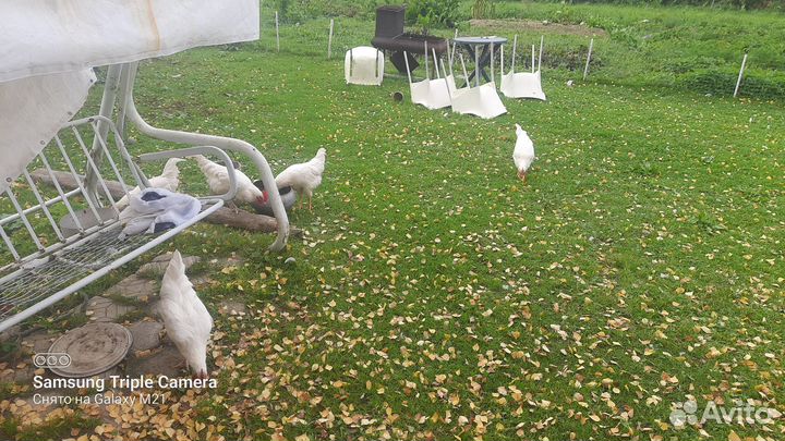 Молодые петушки