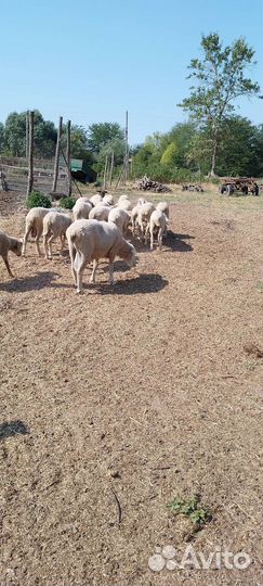 Овцы бараны ягнята