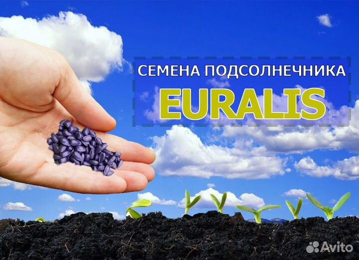 Семена подсолнечника Евралис