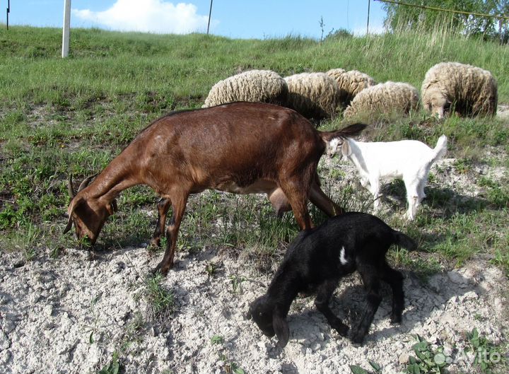 Процентные нубийские козы и козлята