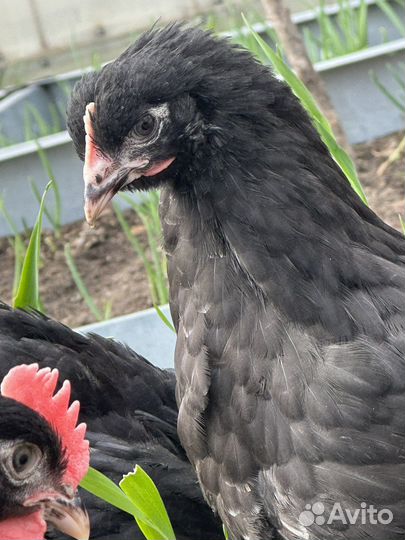 Цыплята, молодняк-маран, павловские зол.,голошейки