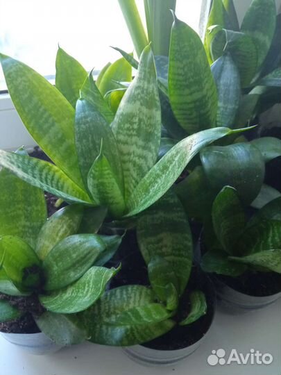 Сансевиерия Ханна