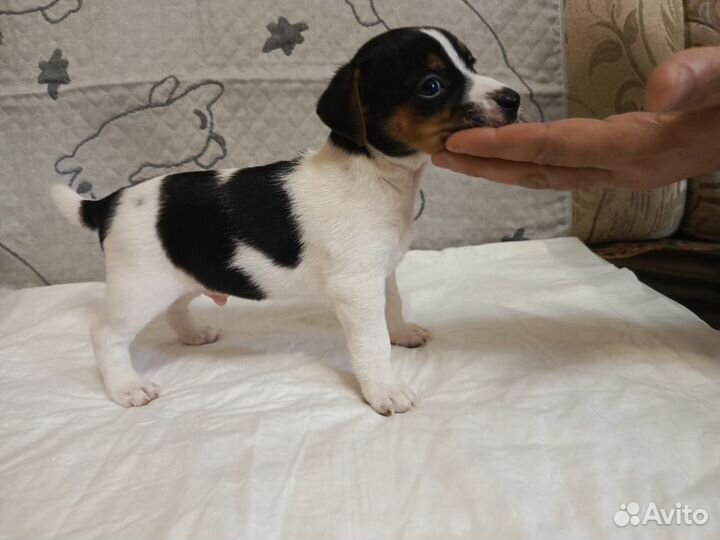 Щенки джек рассел терьер гладкошерстный