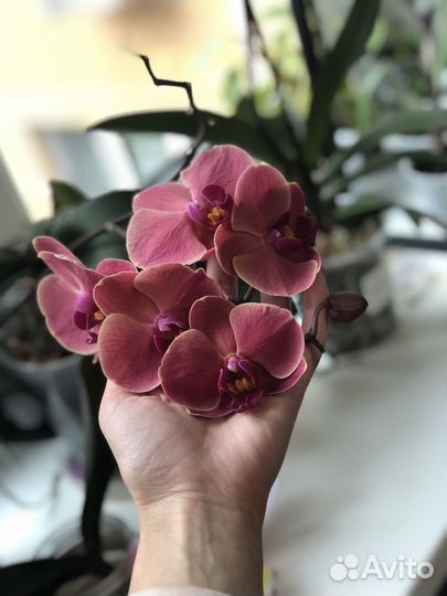 Орхидея фаленопсис мультифлора