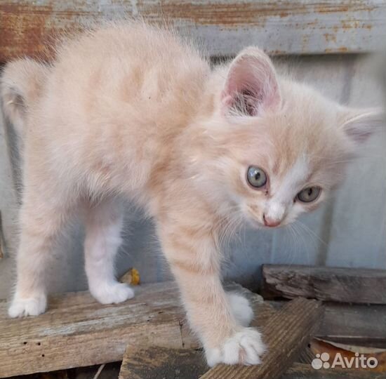 Котёнок с доставкой на дом :)