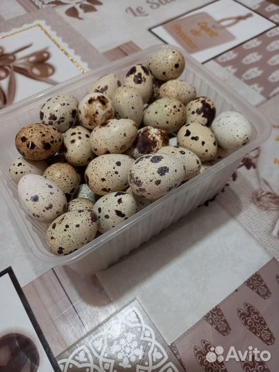 Инкубационное яйцо перепелов