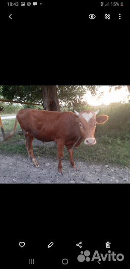 Продаю бычка