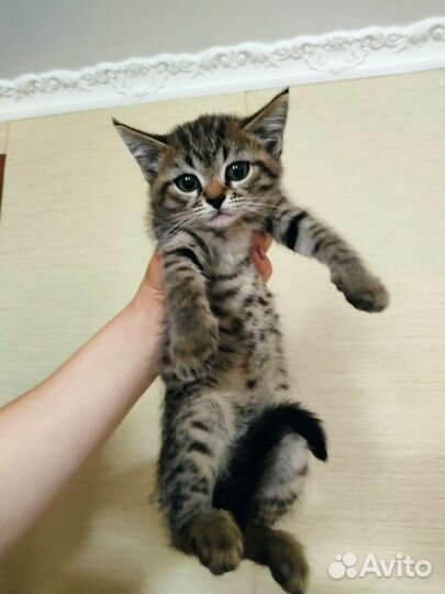 Кошка с кисточками на ушах