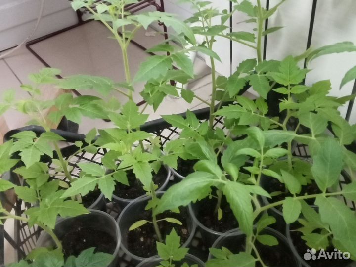 Рассада помидор