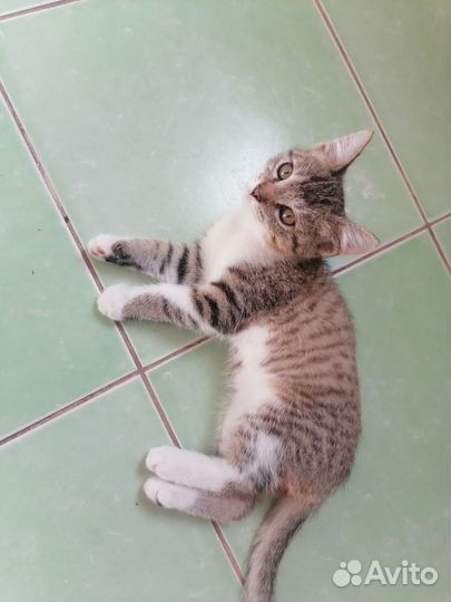 Котенок мальчик