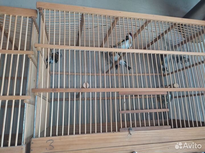 Птицы щегол