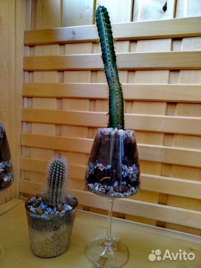 Флорариум из кактусов