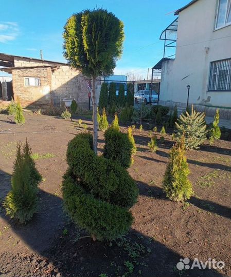 Растение, туи