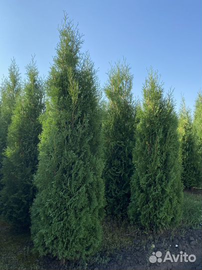 Туя Смарагд 1.6-1.8м. Питомники растений