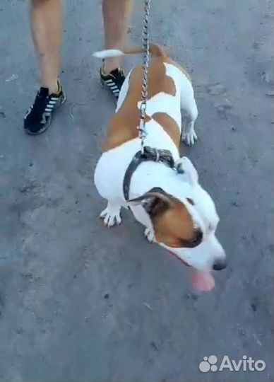 Вязка,питбуль