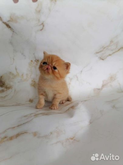 Экзотические котята