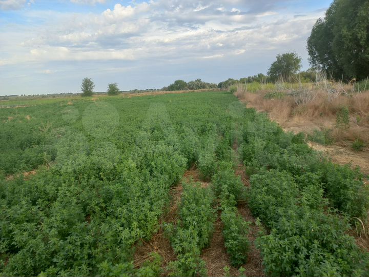 Дача 50 м² на участке 100 сот.