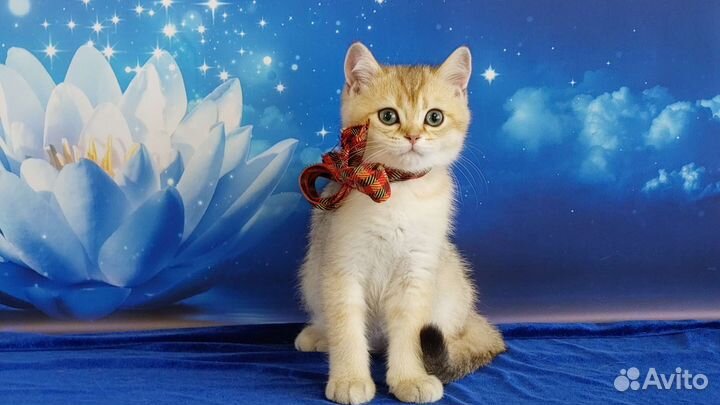 Шотладский котик (золотая шиншилла)