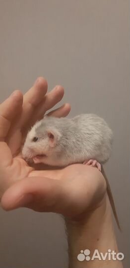 Крыса дамбо с клеткой и кормом