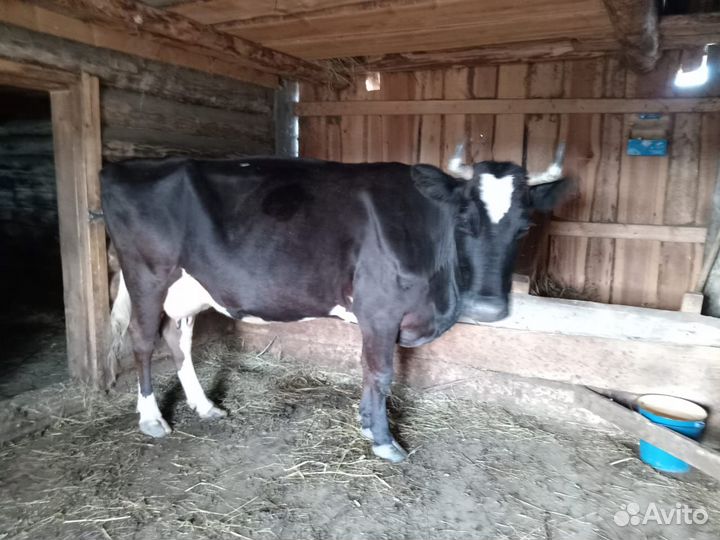 Продам высокоудойную корову, 5 отелов