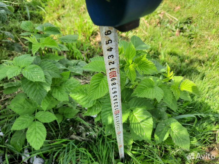 Ремонтантная малина