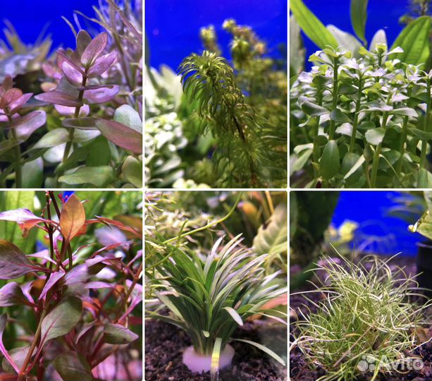 Аквариум Хобби