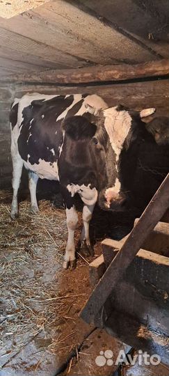 Корова дойная