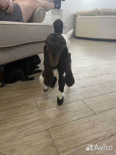 Камори 100 проц козлята и козы