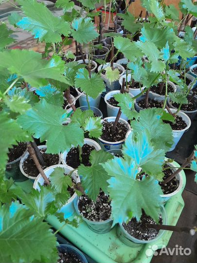 Саженцы винограда сортового